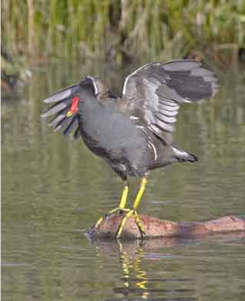 Les animaux (photos,textes....) Oiseau-gallinule-1