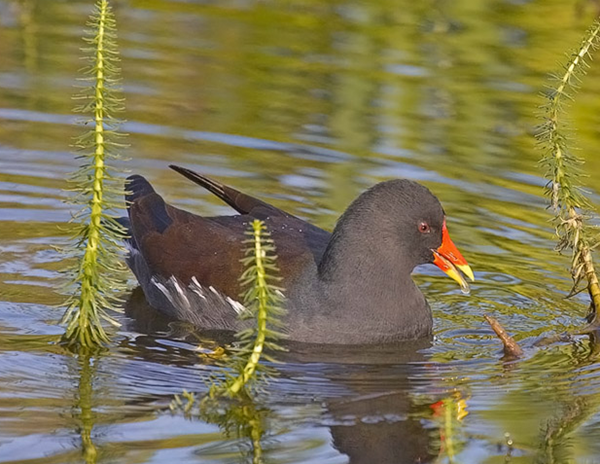 Les animaux (photos,textes....) Oiseau-gallinule-2