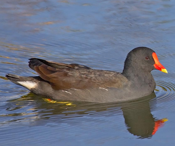 Les animaux (photos,textes....) Oiseau-gallinule-3