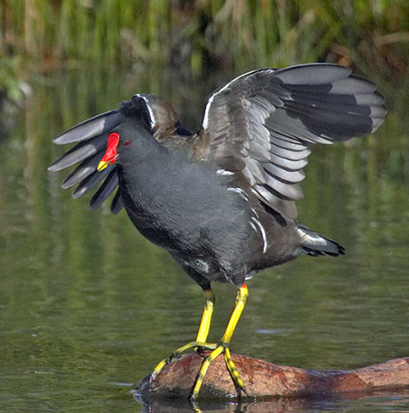 Les animaux (photos,textes....) Oiseau-gallinule-4