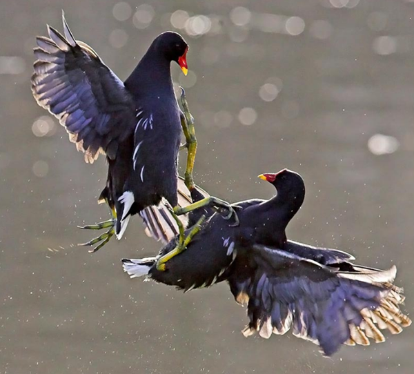 Les animaux (photos,textes....) Oiseau-gallinule-5