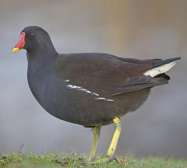 Les animaux (photos,textes....) Oiseau-gallinule-6