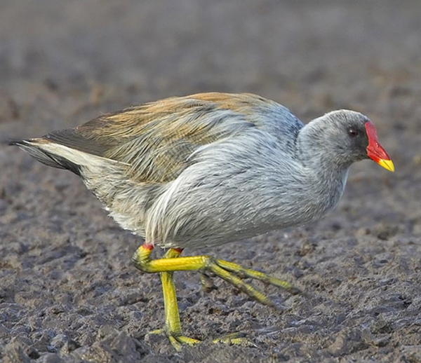 Les animaux (photos,textes....) Oiseau-gallinule-7