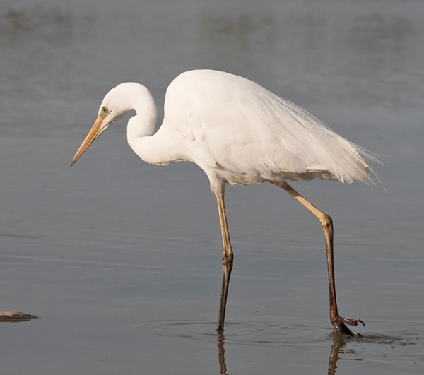 "Oiseau: la Grande aigrette."+"Le carnet rose: des louveteaux au parc de Sainte-Croix." Oiseau-grandre-aigrette-photo3