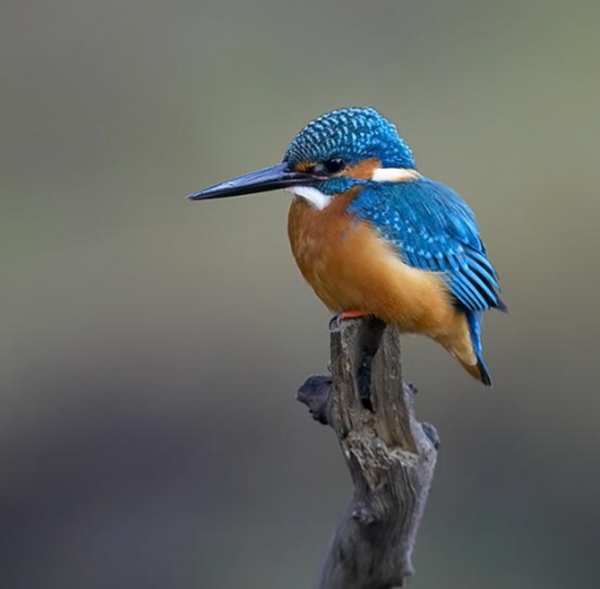 Tous les animaux.... Oiseau-martin-pecheur4