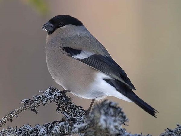 "Le ouistiti pygmée, tout petit, tout mignon...!"+ Oiseau1photo4