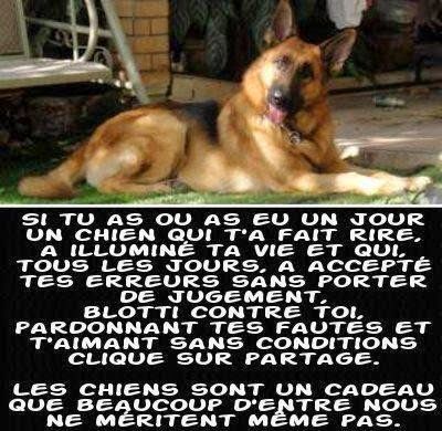 "Si tu as ou as eu un chien..."+"Chat: L'American Wirehair."+"Minou câline son ami...!"+ autres Panneau-chien