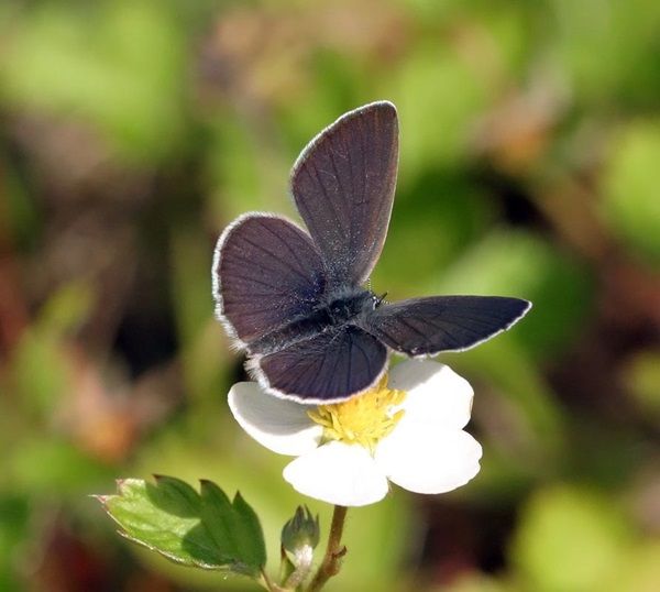 "Le ouistiti pygmée, tout petit, tout mignon...!"+ Papillon-argus-frele-photo3