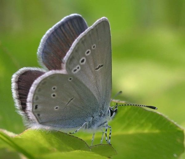 "Le ouistiti pygmée, tout petit, tout mignon...!"+ Papillon-argus-frele-photo4