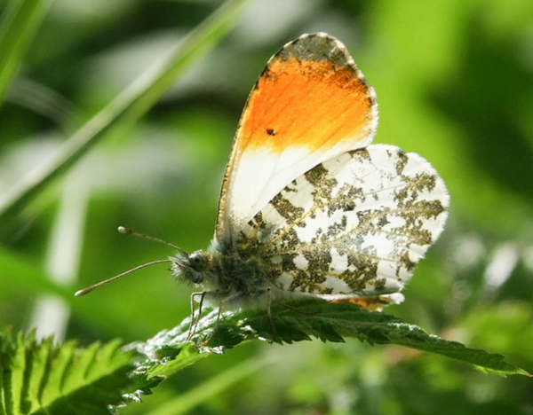 "Eux aussi aiment les fleurs...!"(animaux,un peu de tout... photos et textes.) Papillon-aurore-photo2