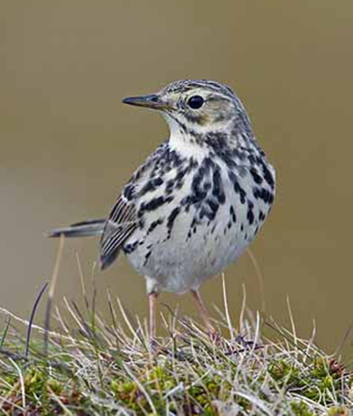 L'ÂGE DE VOTRE CHIEN + autres à venir??? Pipit1