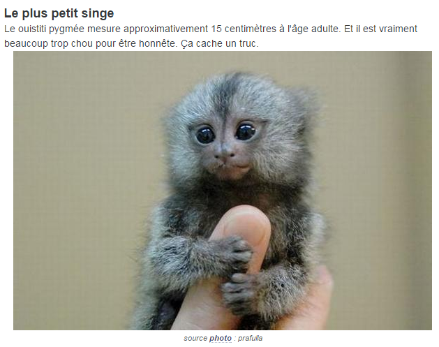 "Le ouistiti pygmée, tout petit, tout mignon...!"+ Plus-petit-singe