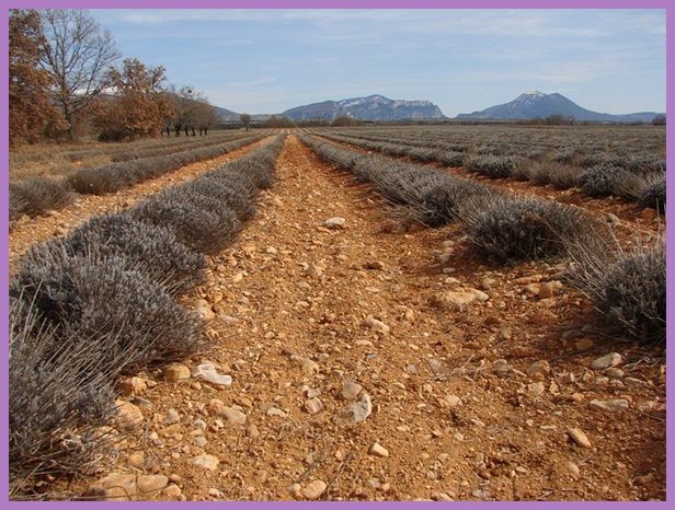 Poèmes de différents auteurs Provence-hiver