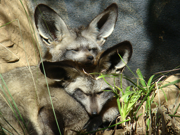 Les animaux (un peu de tout) Renard10