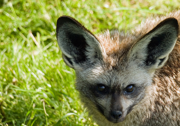 Les animaux (un peu de tout) Renard15