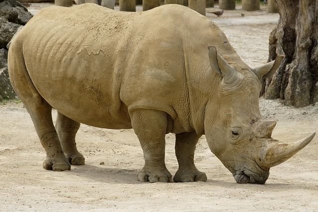 Photos d'animaux(et parfois texte) Rhinoceros