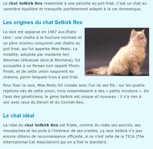 Textes et photos d'animaux Selkirk-texte1