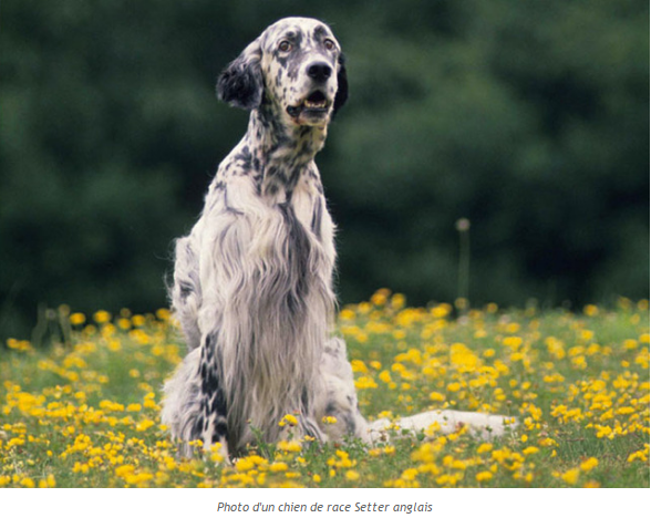 Les animaux (un peu de tout) Setter-anglais-photo3