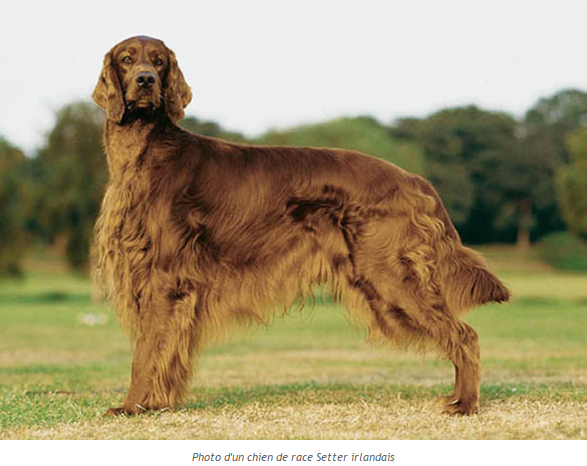 Tous les animaux.... Setter-irlandais-photo1