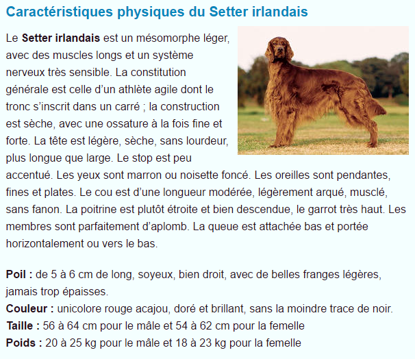 Tous les animaux.... Setter-irlandais-titre