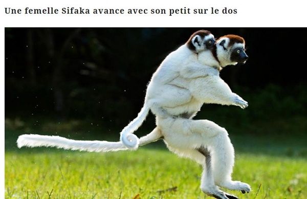 Les animaux (un peu de tout) Sifaka-et-son-petit-2