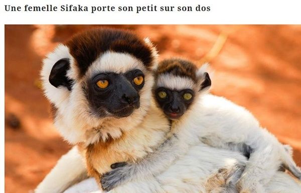 Les animaux (un peu de tout) Sifaka-et-son-petit