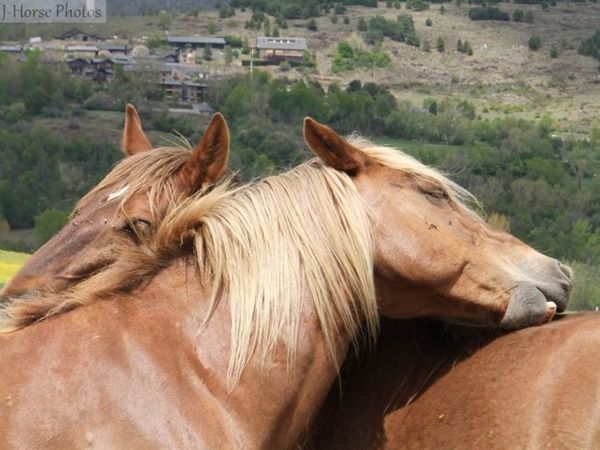 Les animaux (photos,textes....) Tendresse-chevaux_1