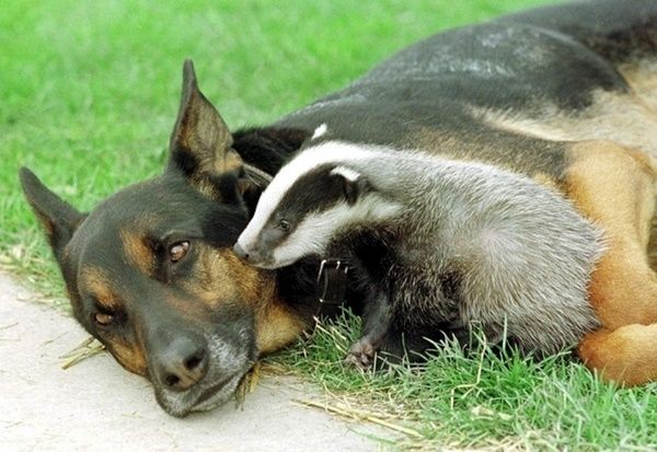 Photos et textes de divers animaux Tendressecberger-allemand-et-blaireau