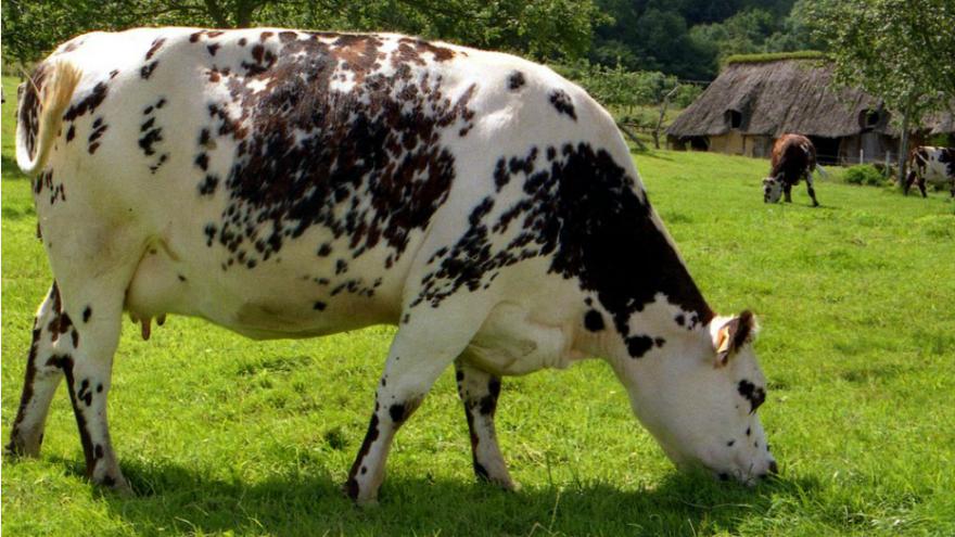 Histoire d'animaux (photos ) Vachenormande