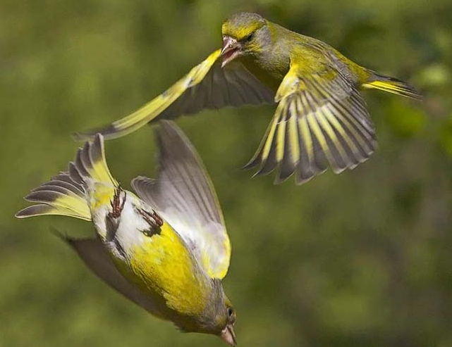 Les animaux (photos,textes....) Verdier-photo4