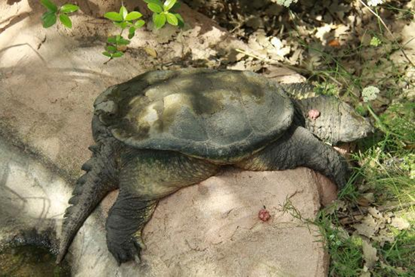 Les animaux (photos,textes....) Village-tortues-gonfaron-2