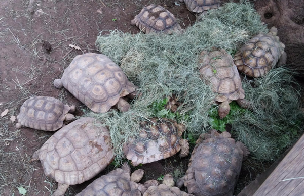 Les animaux (photos,textes....) Village-tortues-gonfaron-3