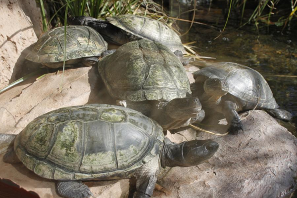 Les animaux (photos,textes....) Village-tortues-gonfaron-4