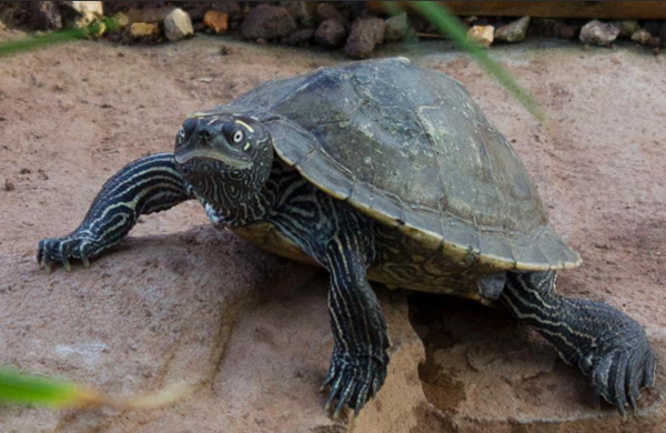 Les animaux (photos,textes....) Village-tortues-gonfaron-6