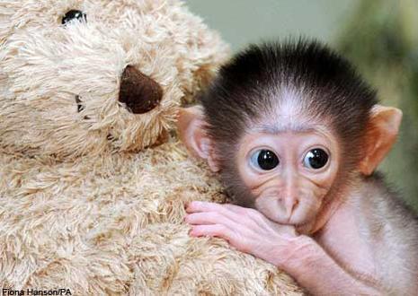 Une belle Amitié entre un jeune garçon et son petit singe ! Vidéo... Bebe-singe-maman-peluche-L-1