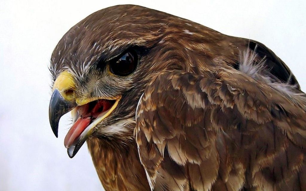 FONDS D'ECRAN DIVERS ANIMAUX + autres images 02-aigle-1024x768