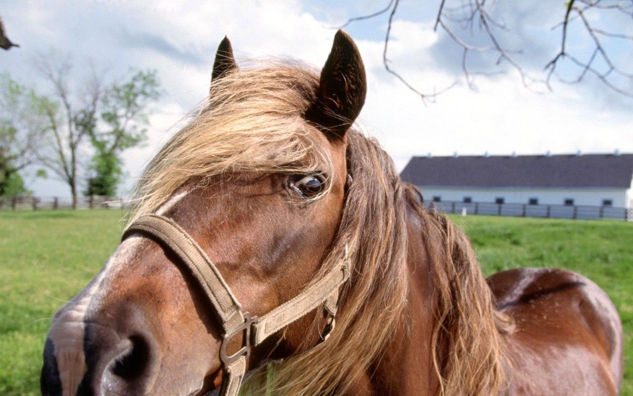 FONDS D'ECRAN DIVERS ANIMAUX + autres images Wallpaper-chevaux-924-1280x800