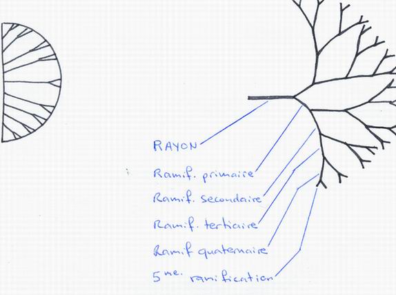 4 rays 8 rays Rayons_ramif