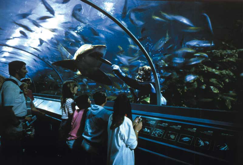 BANG YOUNG JAE + @iab_yj  - Page 6 Australie-sydney-aquarium-visitors_watch_hand_feeding_grey_nurse