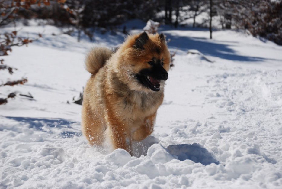 Jango Of Blue Silence (Eurasier) 3244928264_2_13_zeCVFtV9