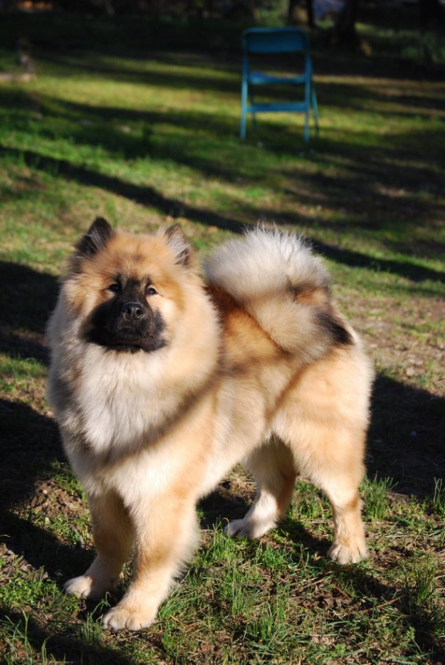 Jango Of Blue Silence (Eurasier) 3244947828_2_3_469raLgg