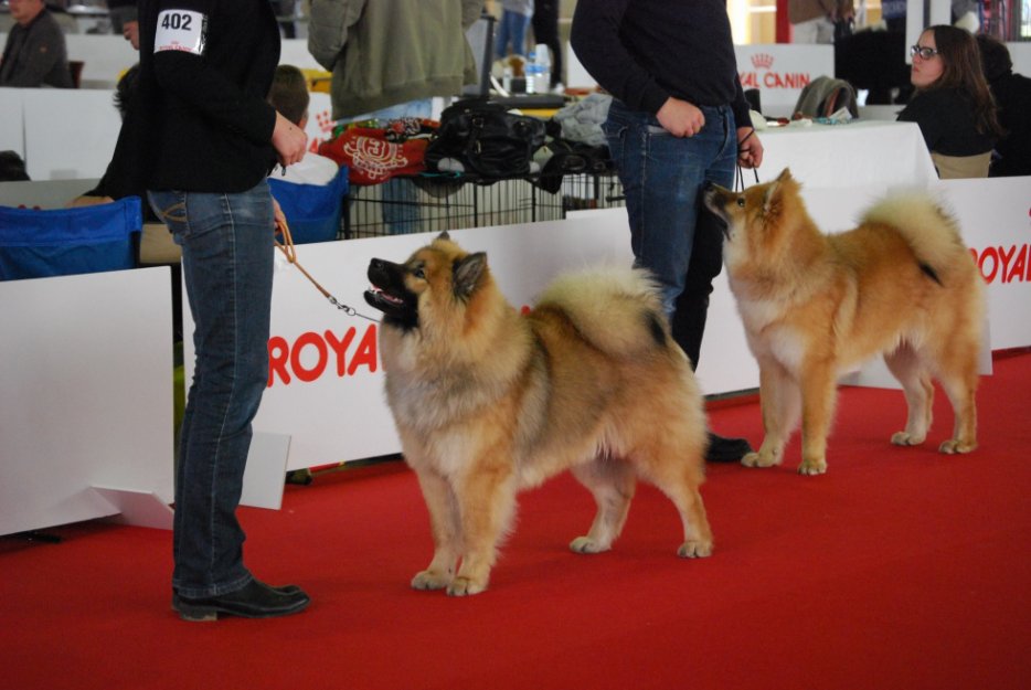 Jango Of Blue Silence (Eurasier) 3247877014_2_3_Oanjc2nJ