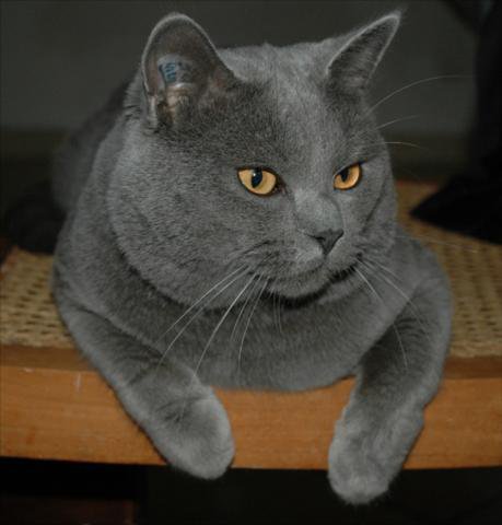 Description et histoire du chat "le chartreux"+photos 3101315909_1_3_6pbR2xyh