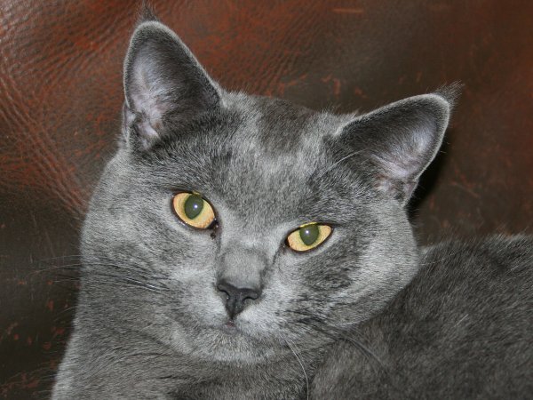 Description et histoire du chat "le chartreux"+photos 3101315909_1_5_VpXC17I3