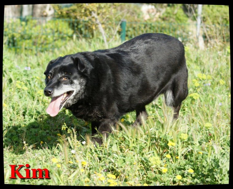 KIMm croisé Labrador 8 ans (5 ans de refuge) Spa de Marseille (13) 3035830021_1_28_9QvGSnRP