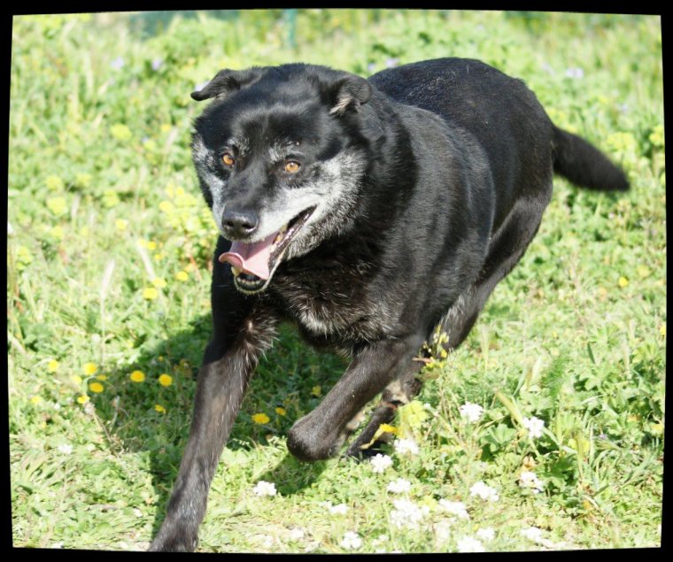 KIMm croisé Labrador 8 ans (5 ans de refuge) Spa de Marseille (13) 3035830021_1_30_p7W0wDUc