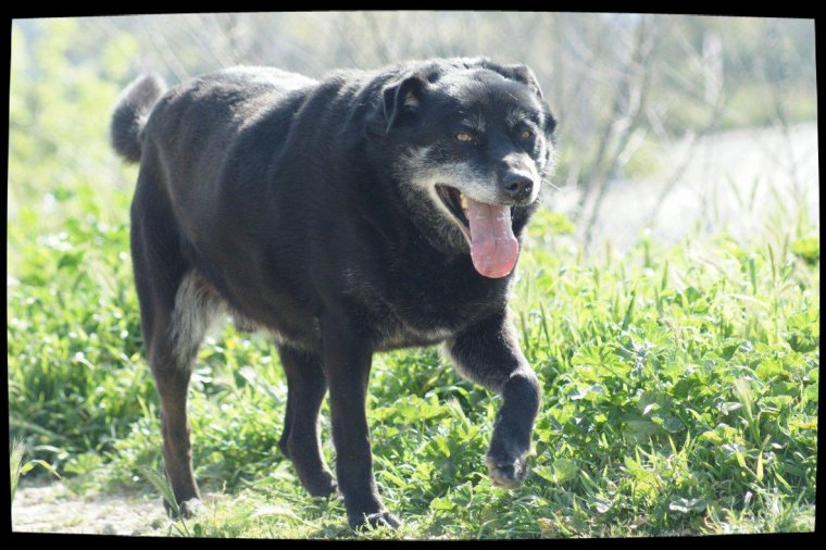 KIMm croisé Labrador 8 ans (5 ans de refuge) Spa de Marseille (13) 3035830021_1_36_TV5R9e68