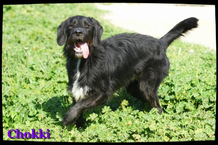 CHOKKI croisé Griffon 3 ans (depuis l'age de 6 mois au refuge)   -  SPA DE MARSEILLE (13) 3064788173_1_28_7sxpDOuQ