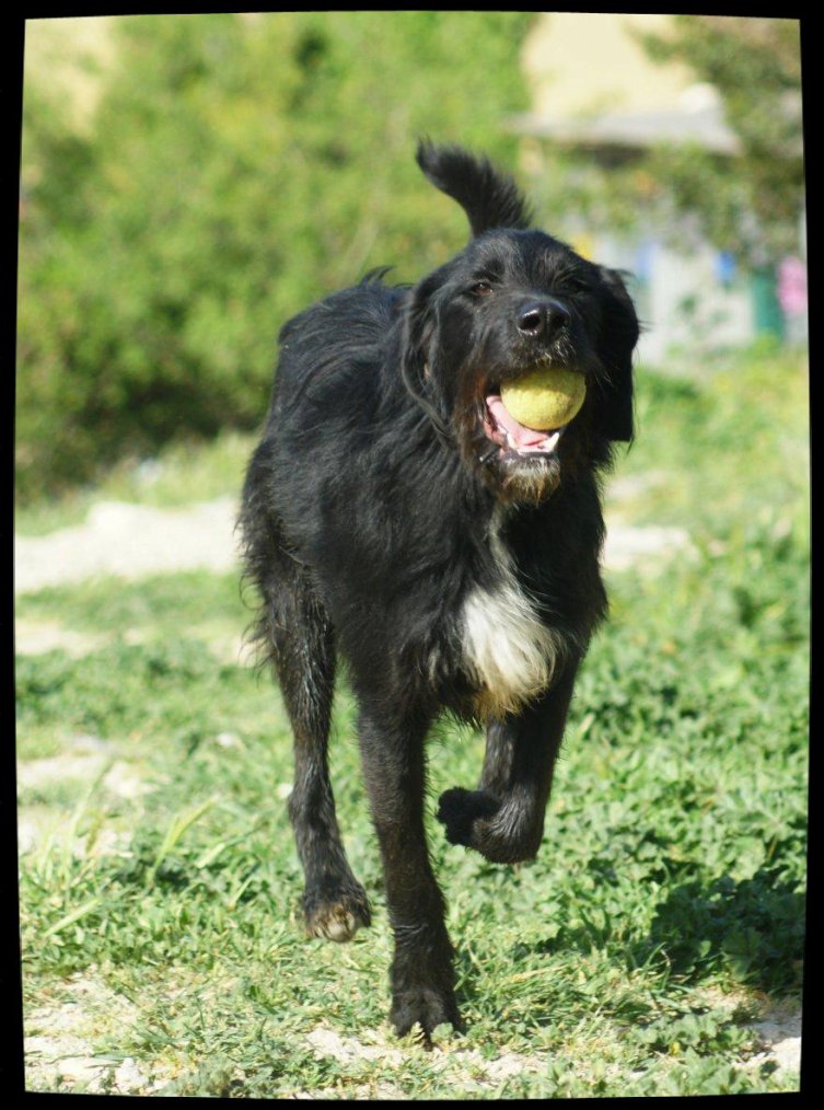 CHOKKI croisé Griffon 3 ans (depuis l'age de 6 mois au refuge)   -  SPA DE MARSEILLE (13) 3064788173_1_34_PfpcYciV