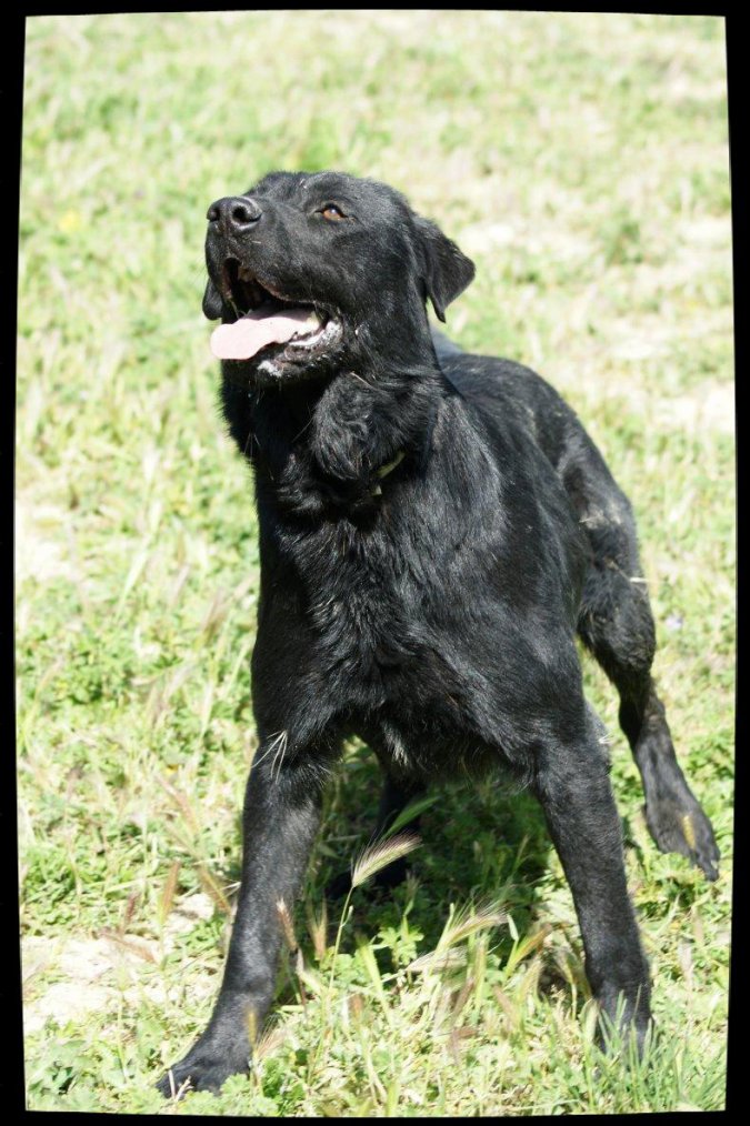 ASHTON - x labrador 2 ans - Spa de Marseille (13) 3178327799_1_36_dcvnNJZG